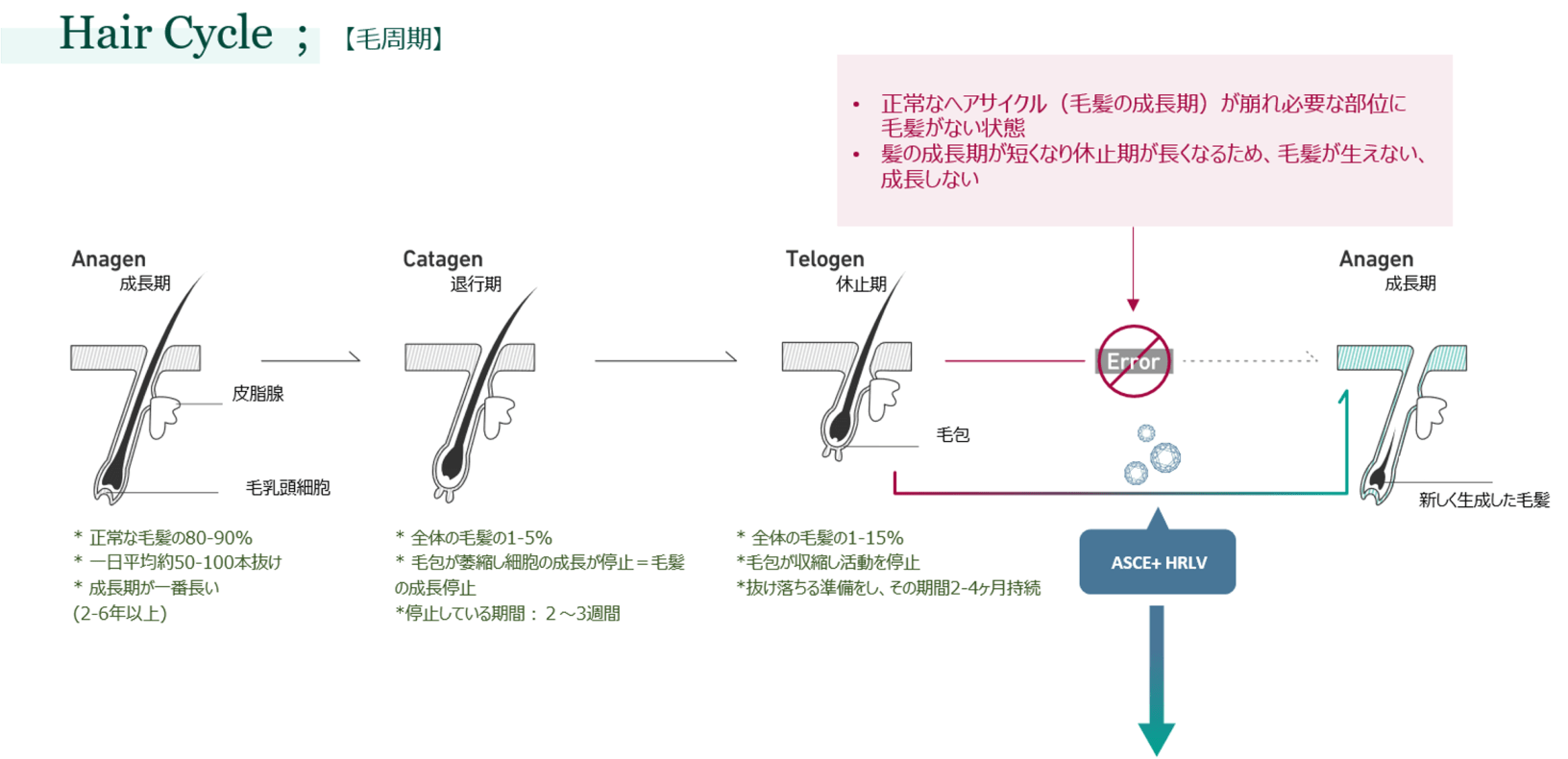 正常なヘアグラフの図　日本毛髪再生研究会webサイト掲載　毛母細胞